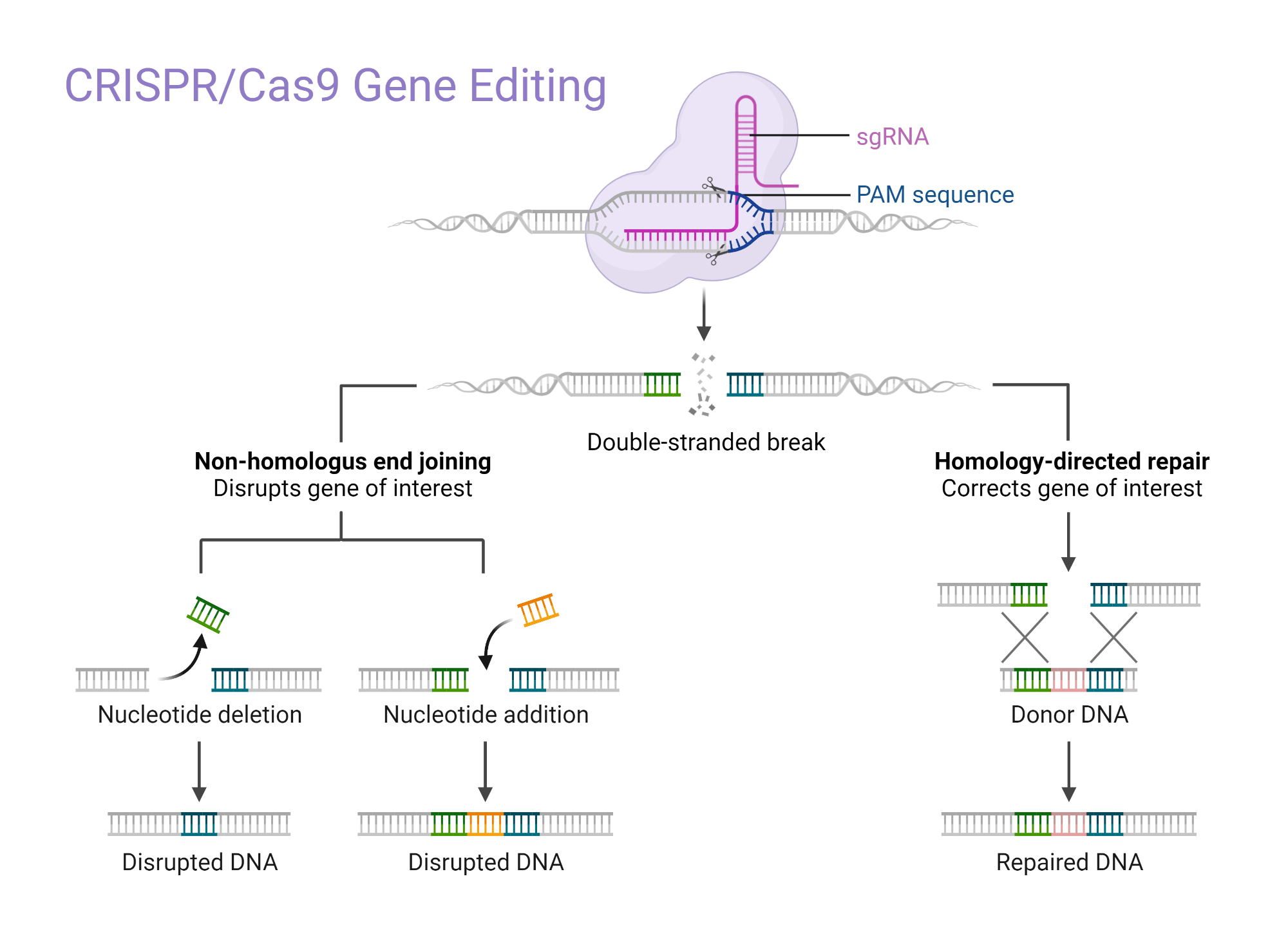 แผนผังองค์ประกอบของระบบเอนไซม์ ART ที่มีอาร์เรย์ลำดับซ้ำคล้าย CRISPR